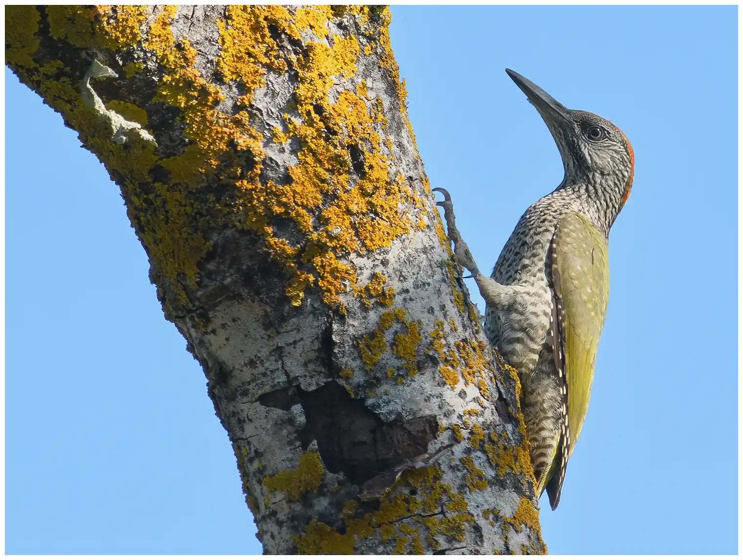 Green Woodpecker