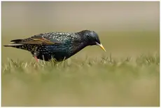 Starling