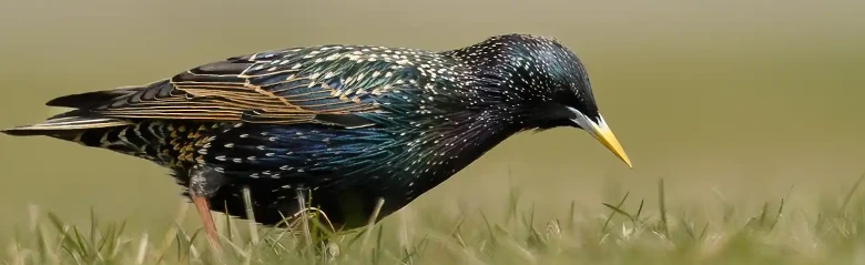 Starling. Seen here searching for food in a grassland. Blue-green and purple metallic sheen in the plumage. Yellow beak in summer.