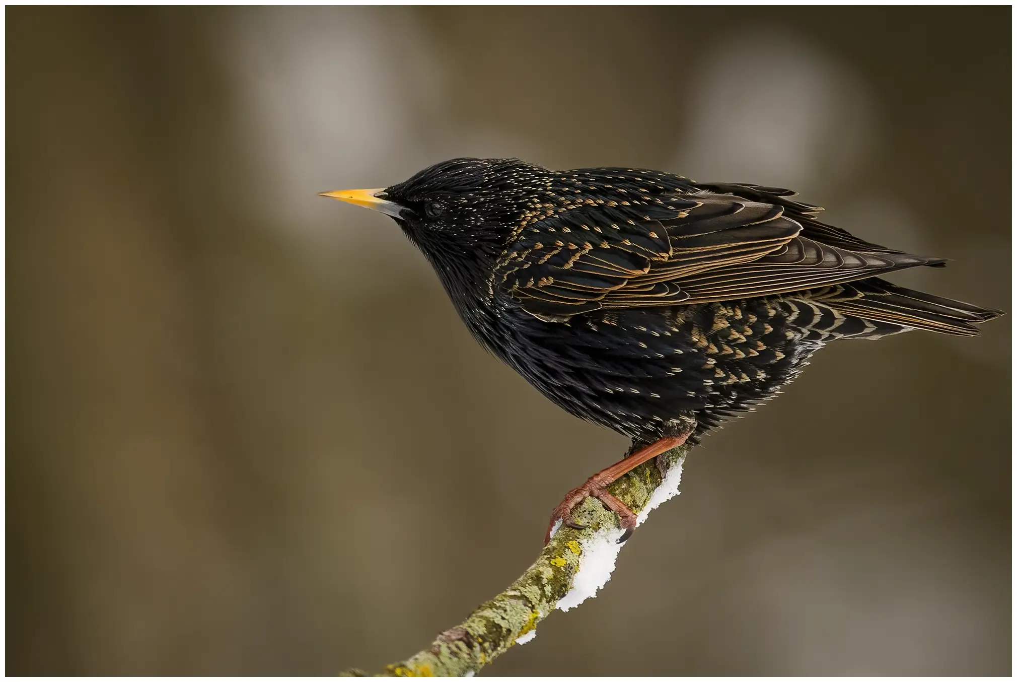 Starling