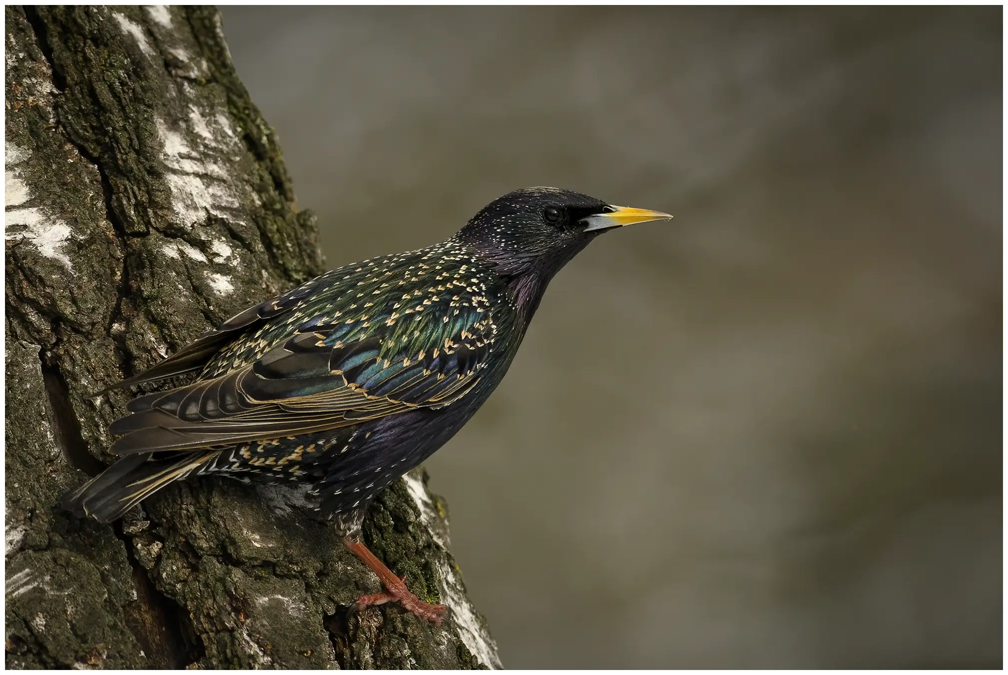 Starling