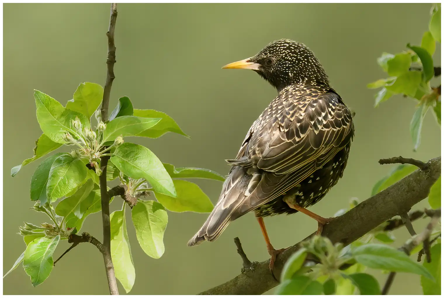 Starling
