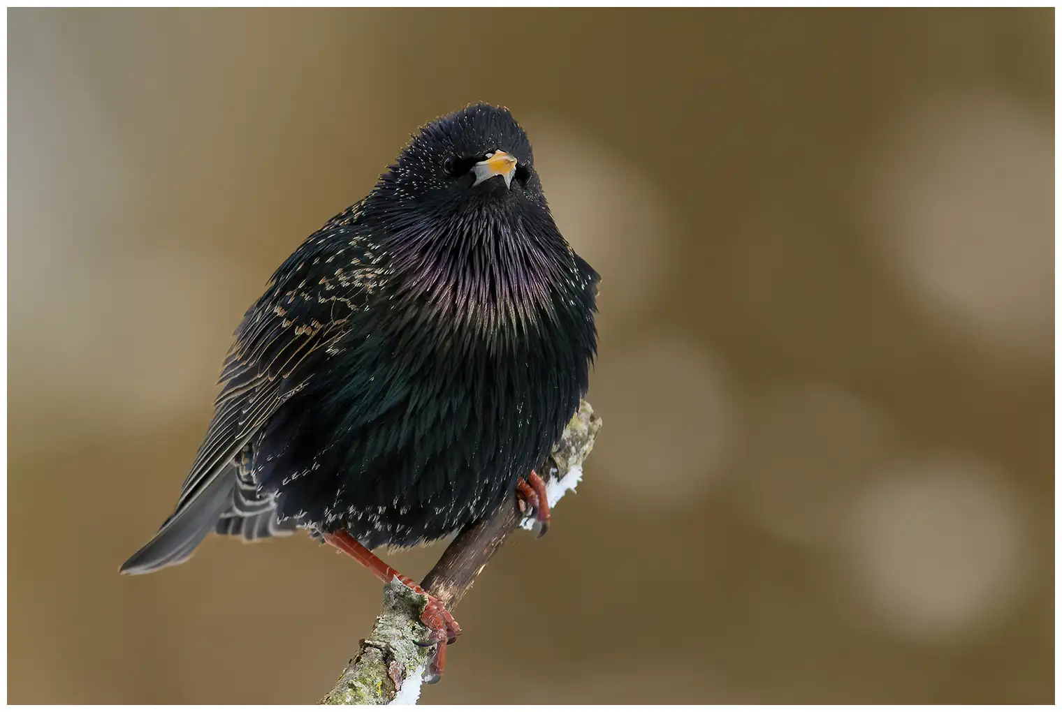 Starling