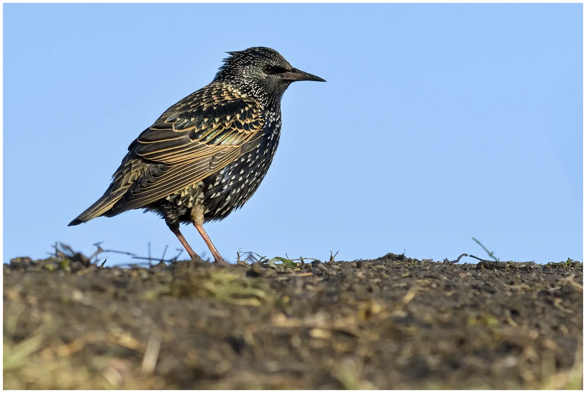 Starling