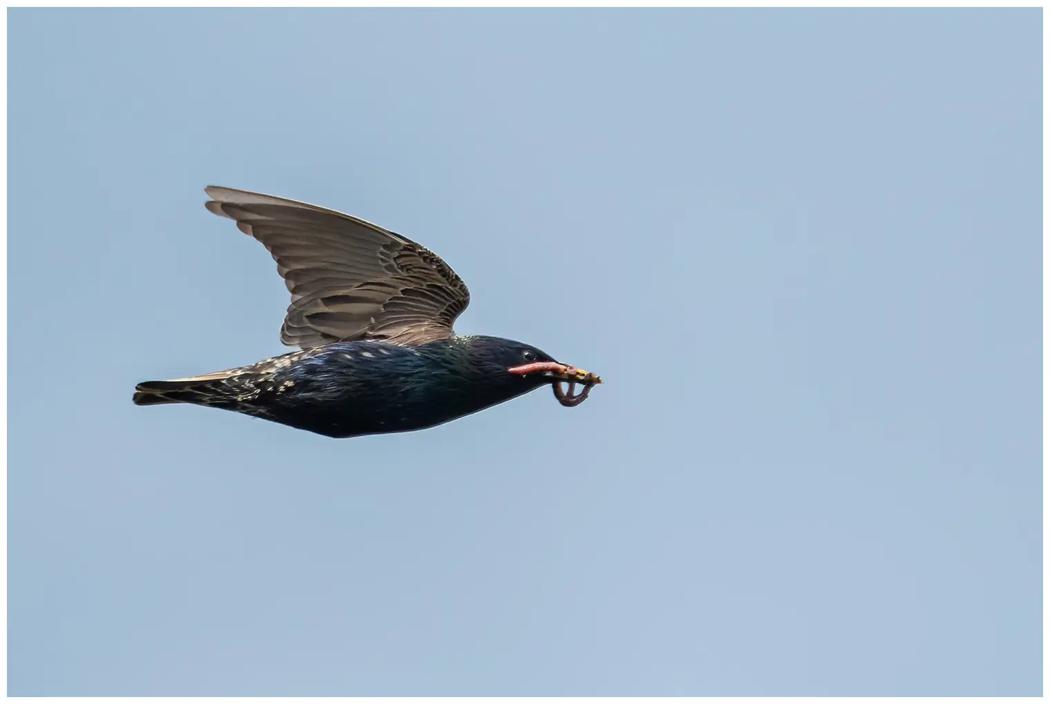 Starling