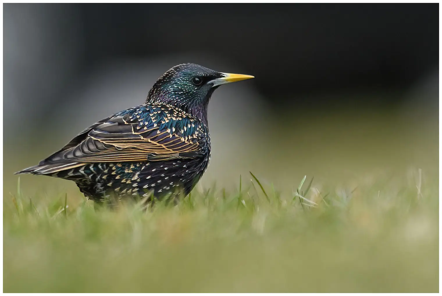 Starling
