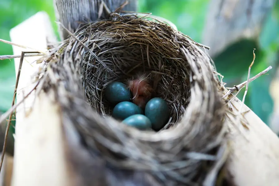 Starling