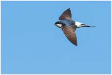 Northern House-Martin