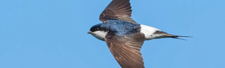 Northern House-Martin. Seen here in flight. The background is blue sky. White underside and white above the rump. The back is blue-black, while the wings are dark brown.