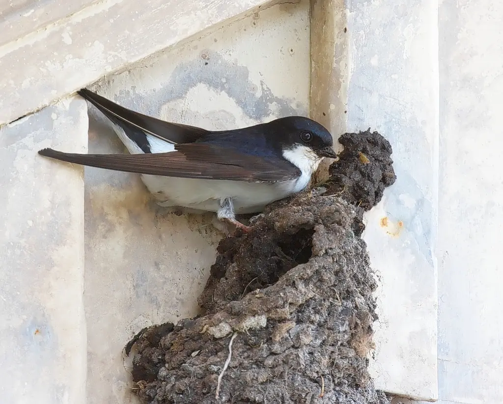Northern House-Martin