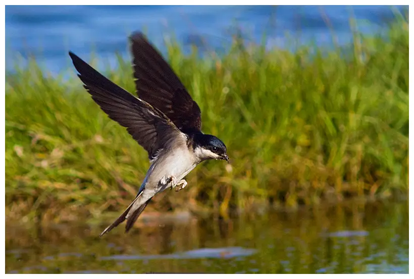 Northern House-Martin