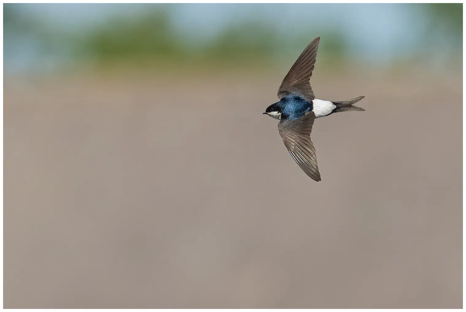 Northern House-Martin