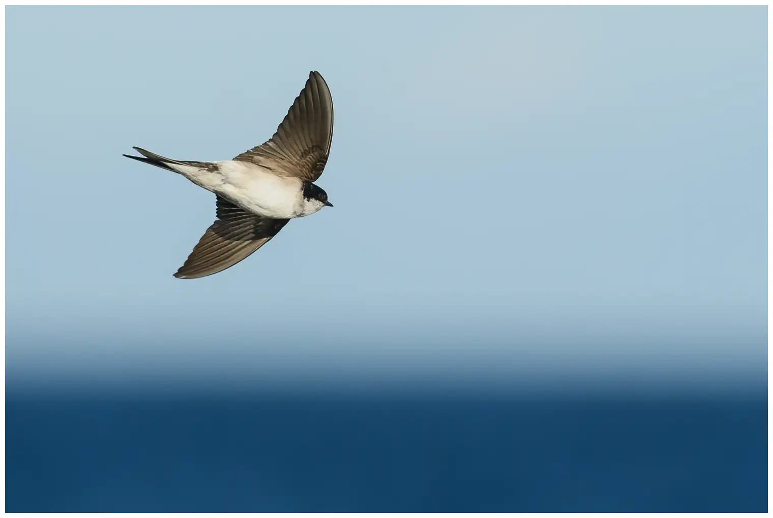 Northern House-Martin