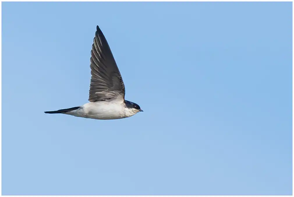 Northern House-Martin