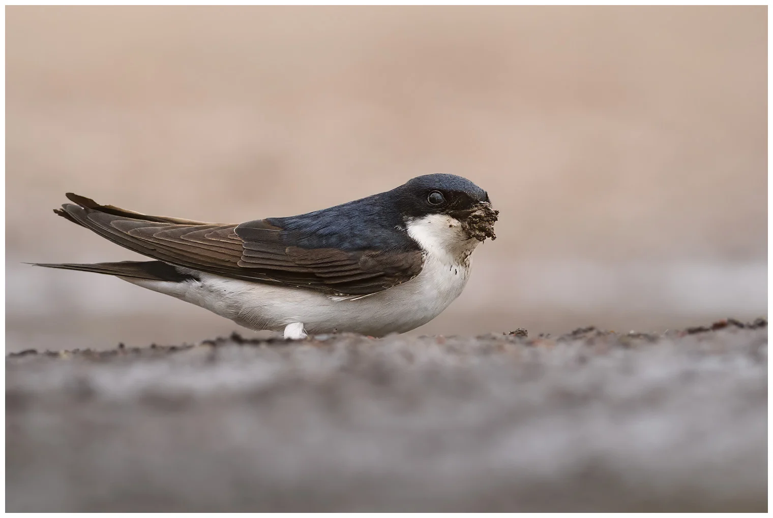 Northern House-Martin