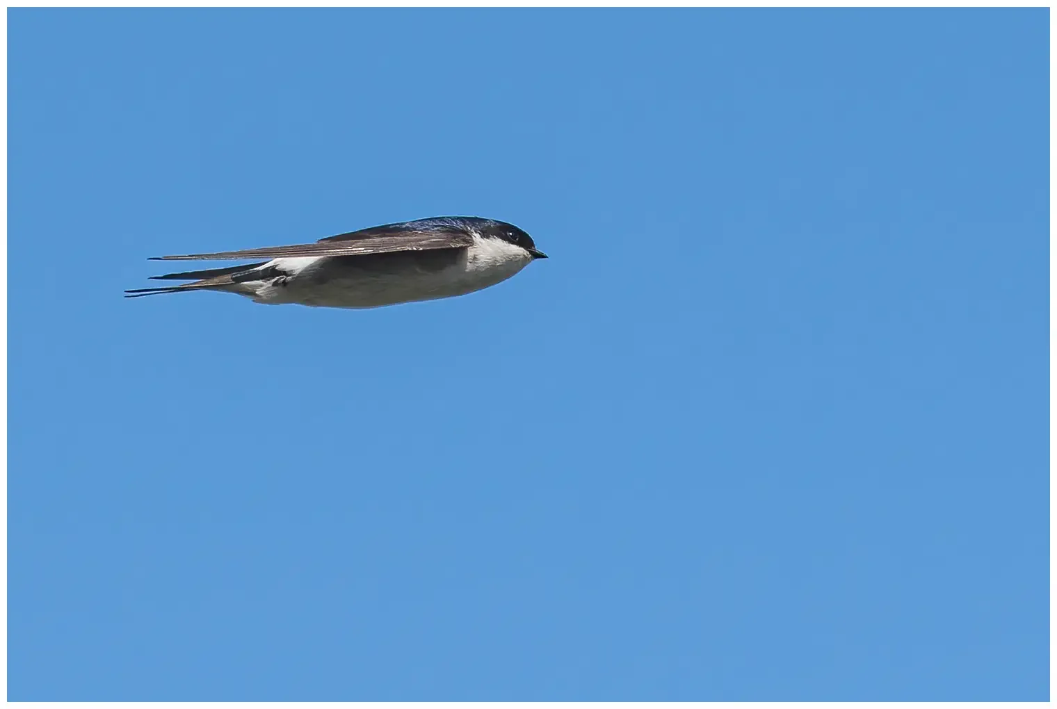 Northern House-Martin