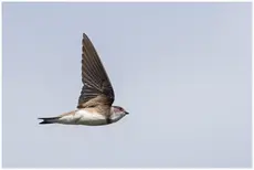 Sand Martin