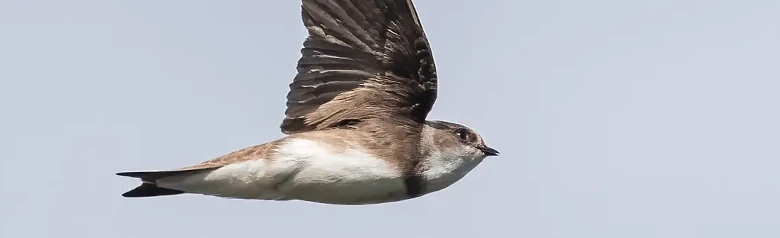 Sand Martin. Seen here in flight. Dull brown upperside and a white underside, only interrupted by a distinct brown breast band.