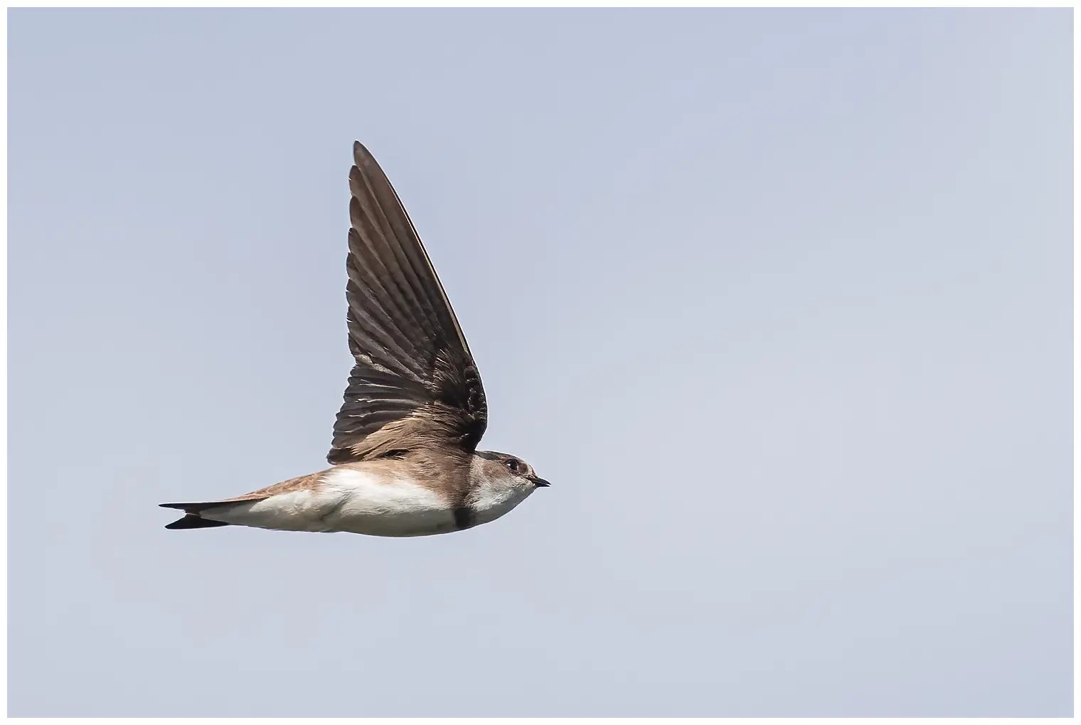 Sand Martin. Seen here in flight. Dull brown upperside and a white underside, only interrupted by a distinct brown breast band.