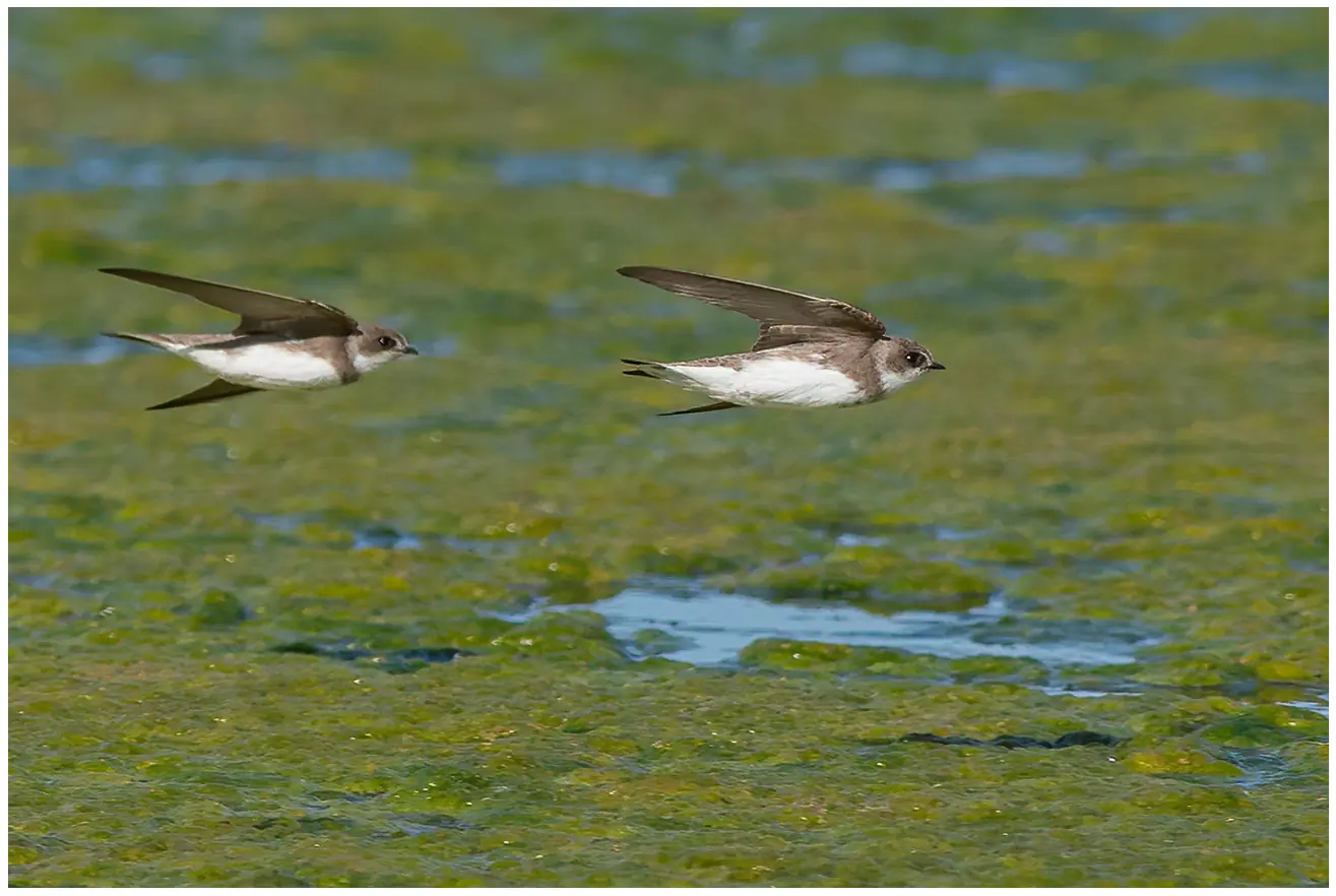 Sand Martin