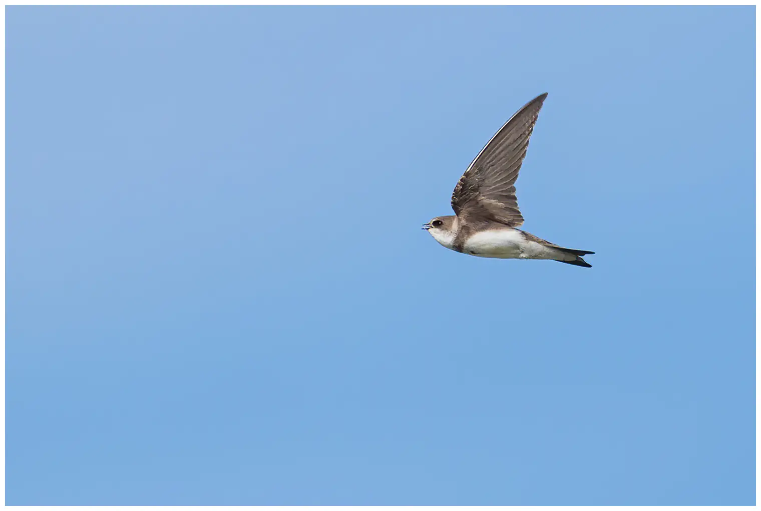 Sand Martin