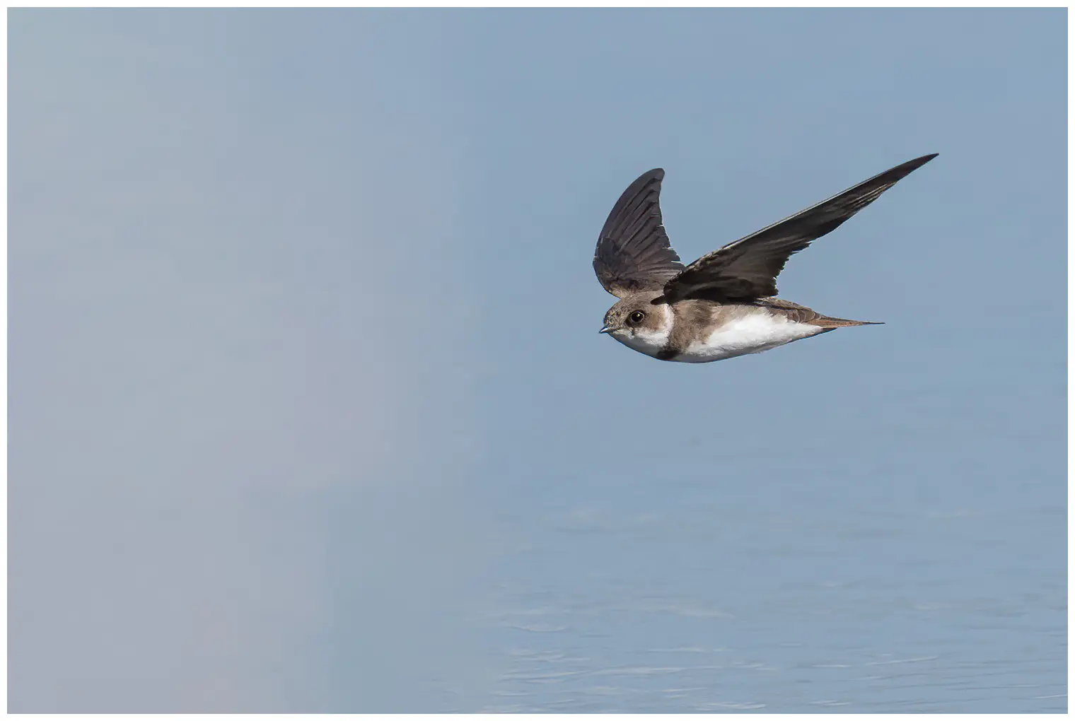 Sand Martin