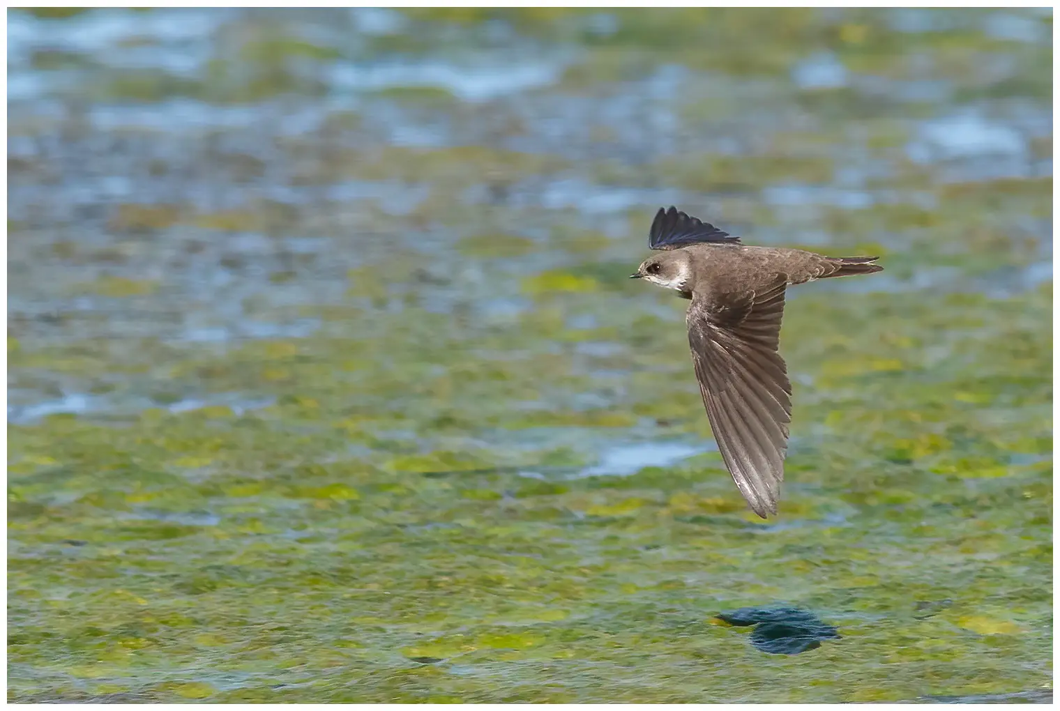 Sand Martin