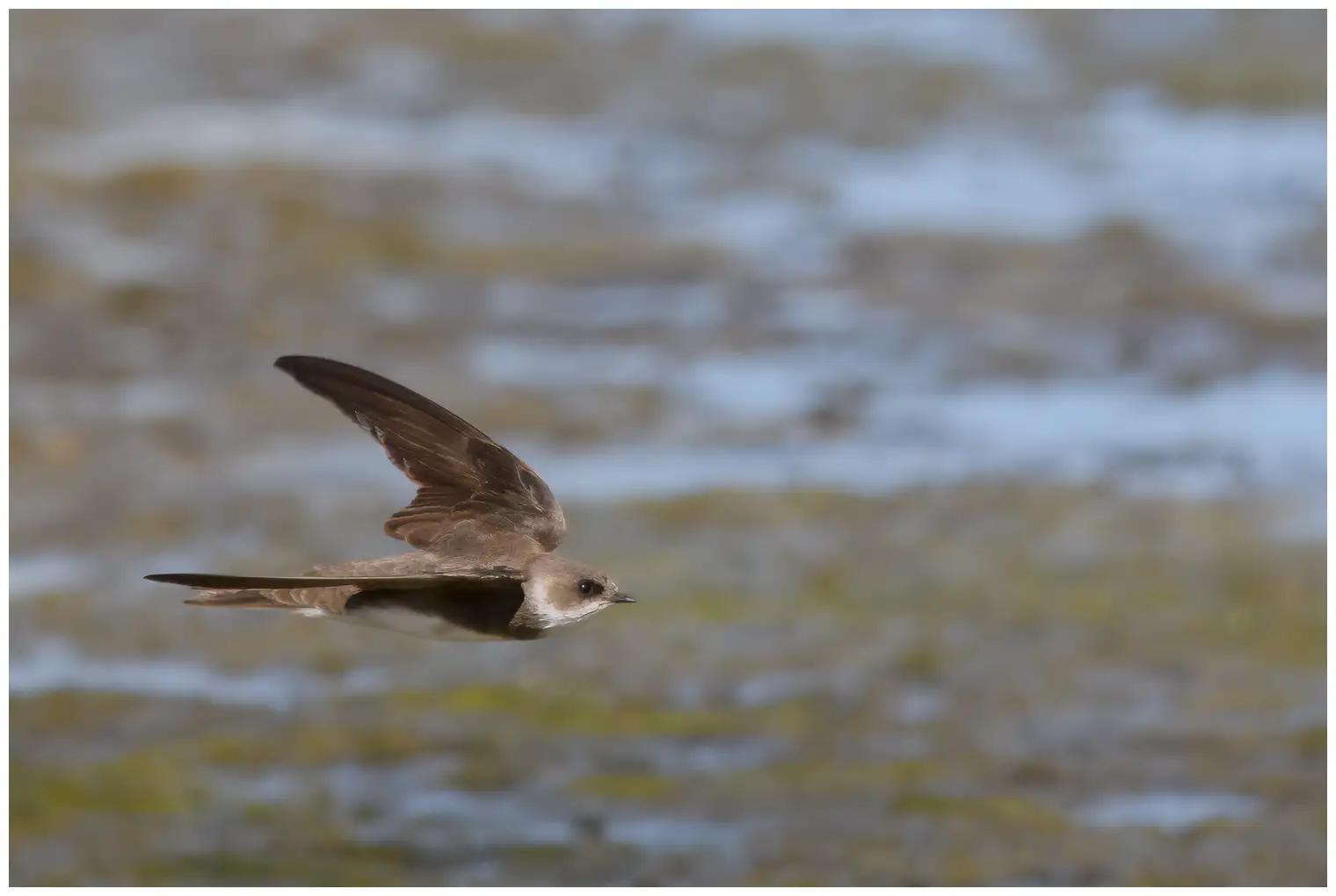 Sand Martin