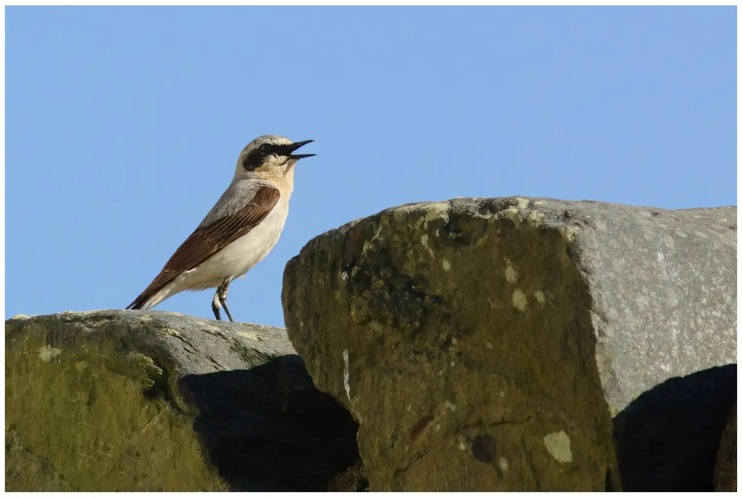 Northern Wheatear