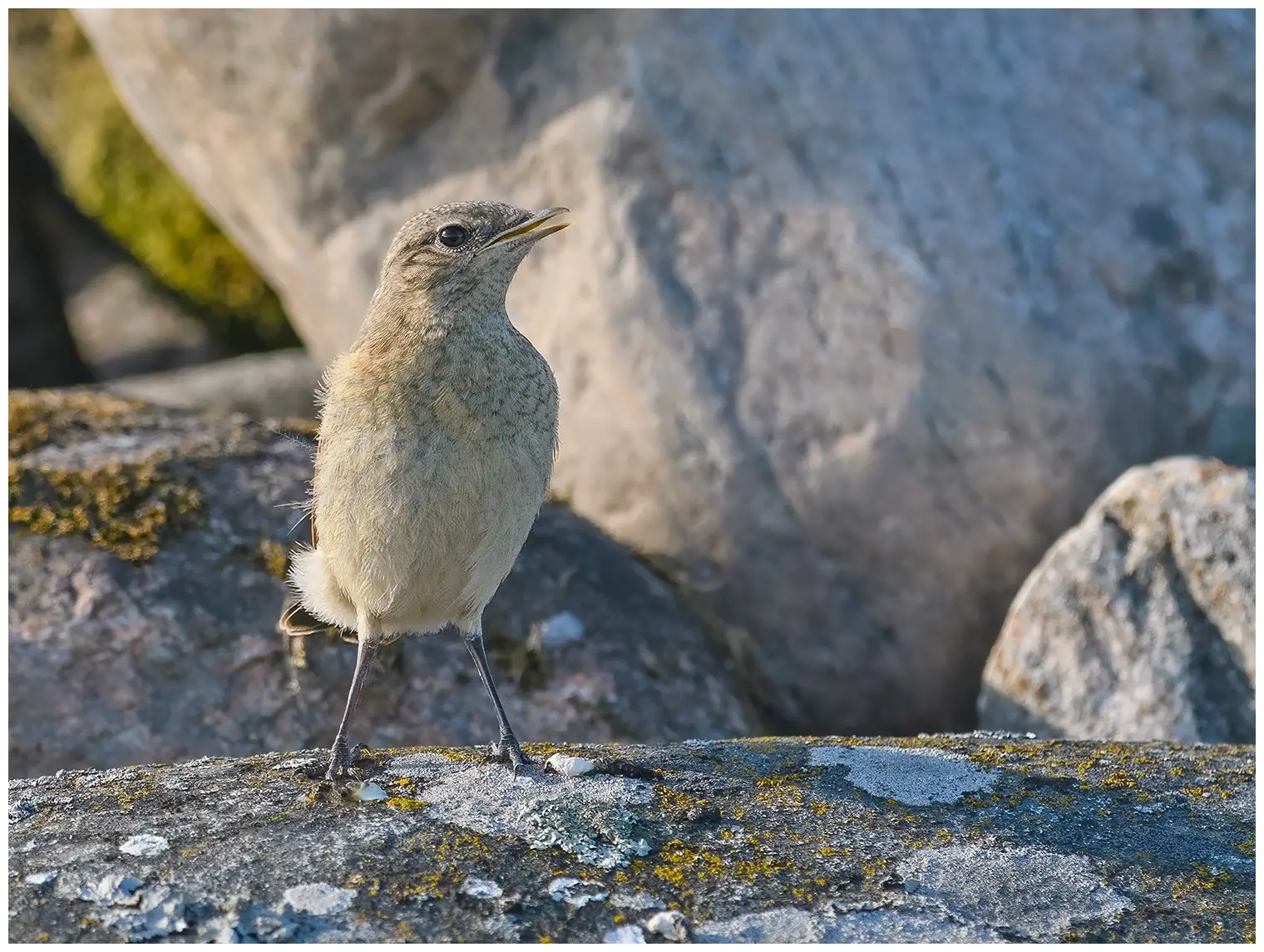 Northern Wheatear