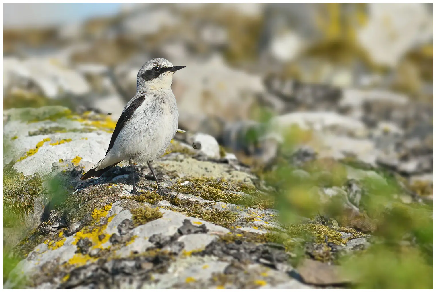 Northern Wheatear