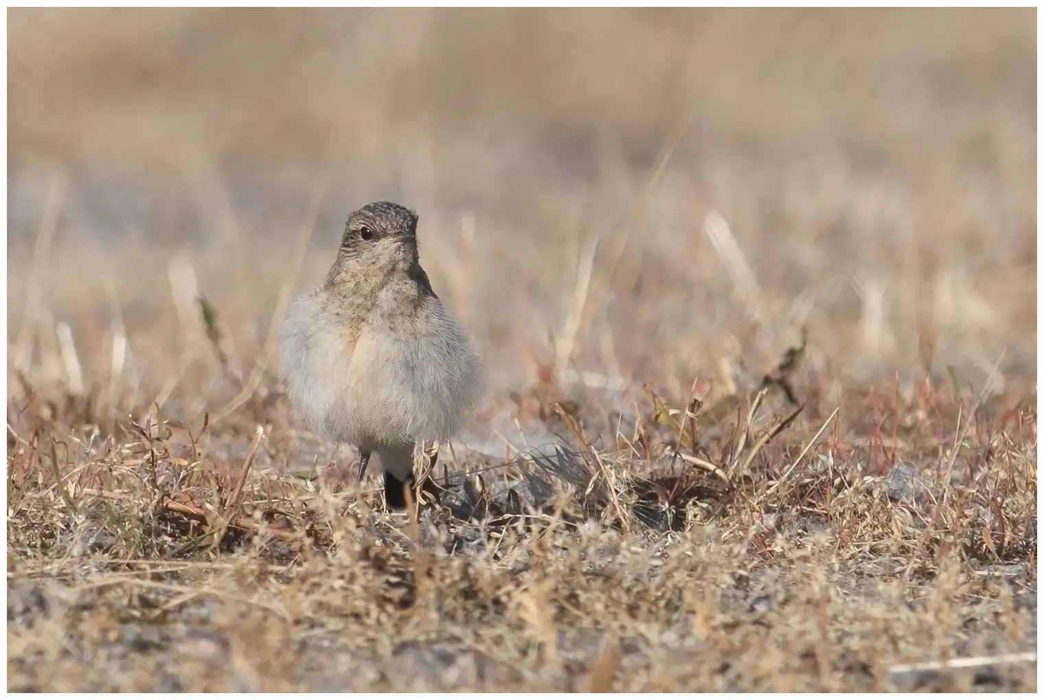 Northern Wheatear