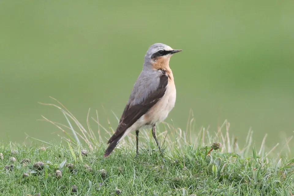 Northern Wheatear. Standing upright in a grassy field. Ochre throat and breast, broad black eye stripe, grey rump and back, and black wings.