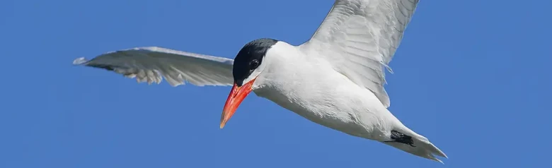 Caspian Tern