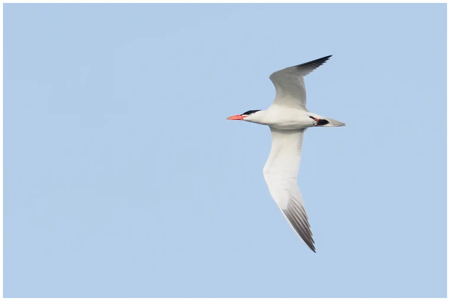 Caspian Tern