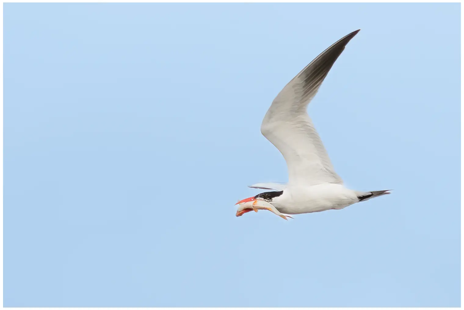 Caspian Tern