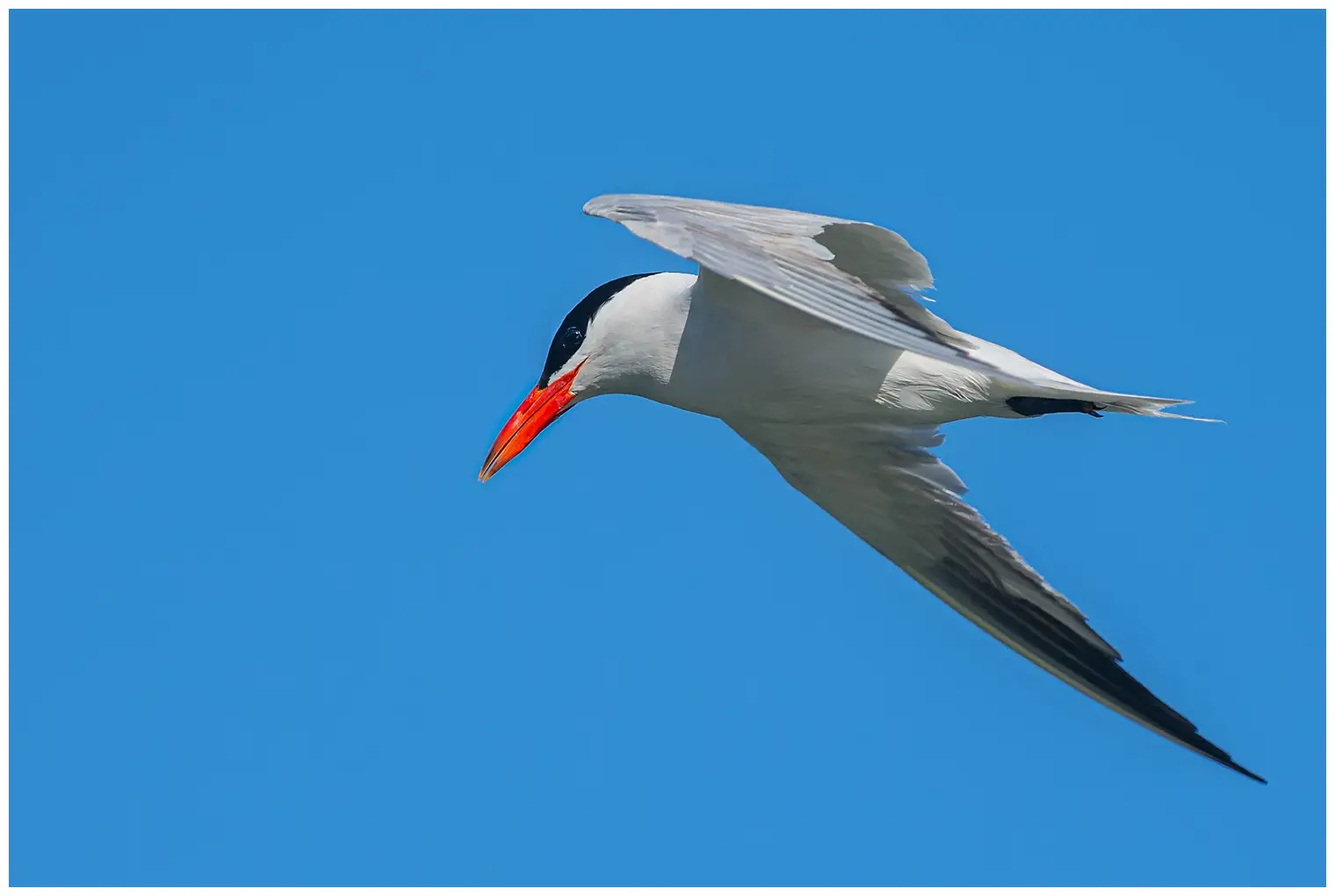 Caspian Tern