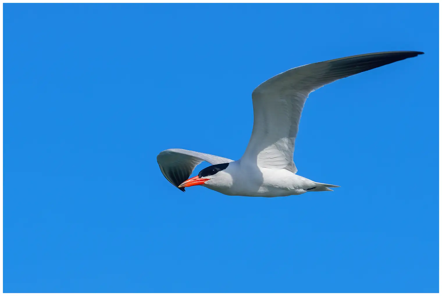 Caspian Tern