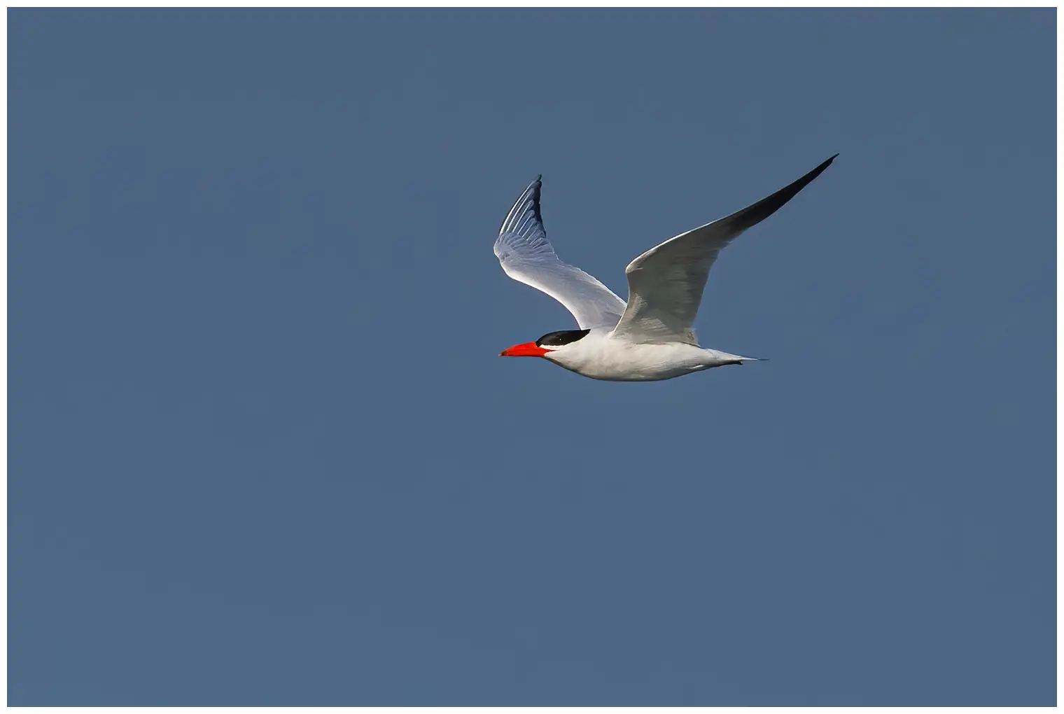 Caspian Tern