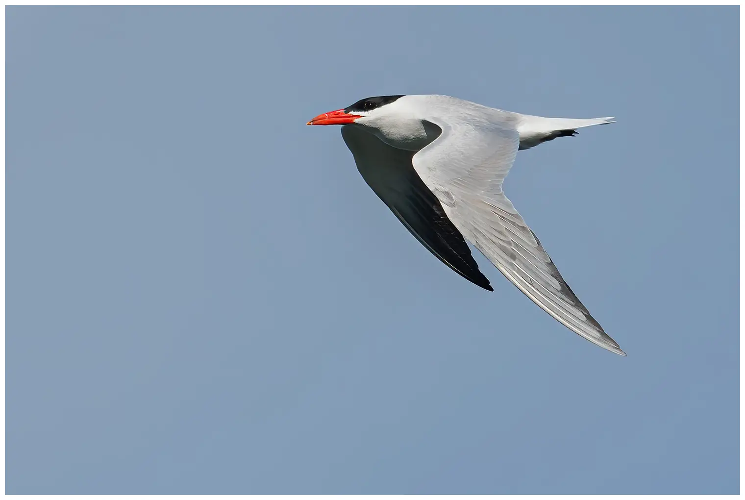 Caspian Tern