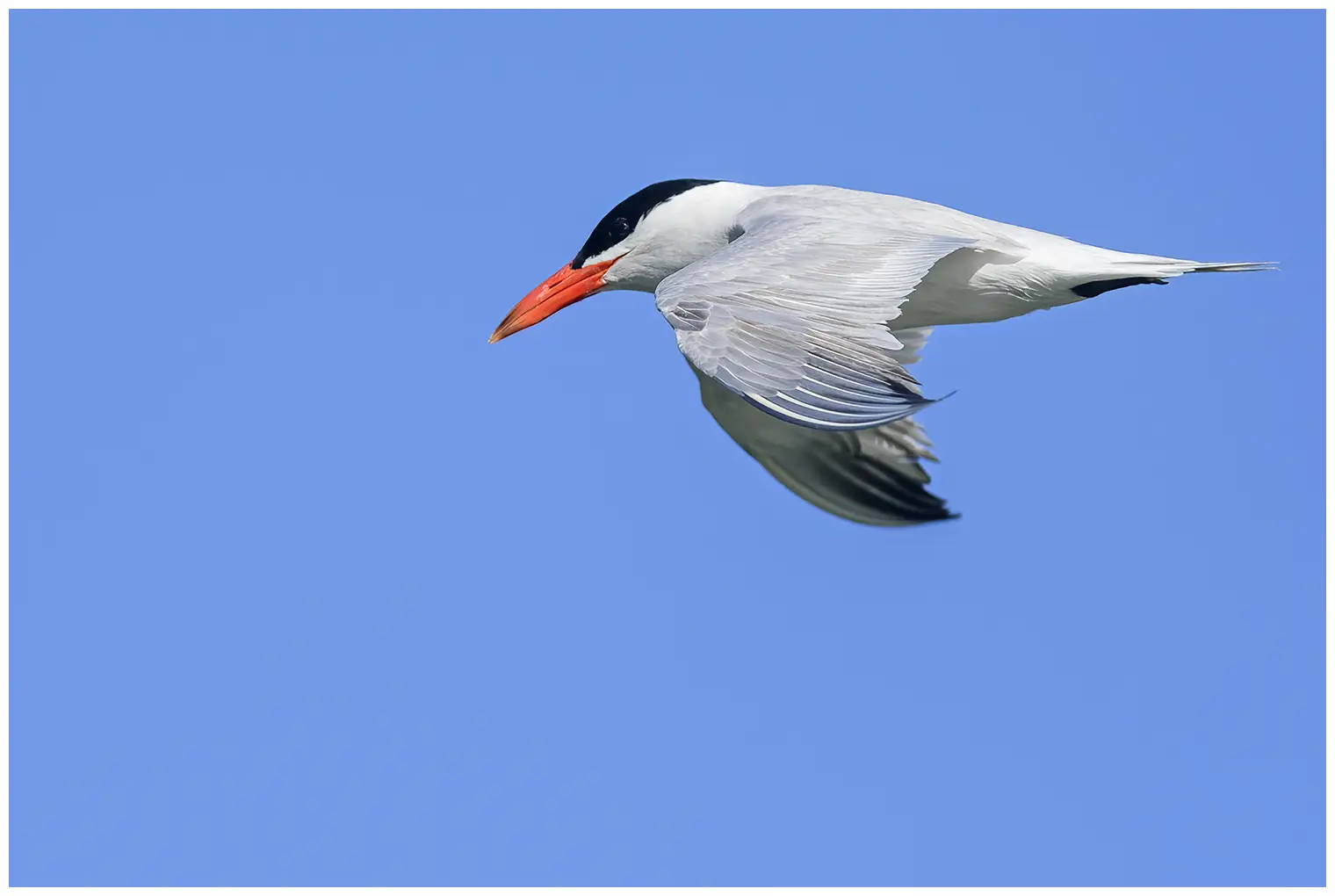 Caspian Tern