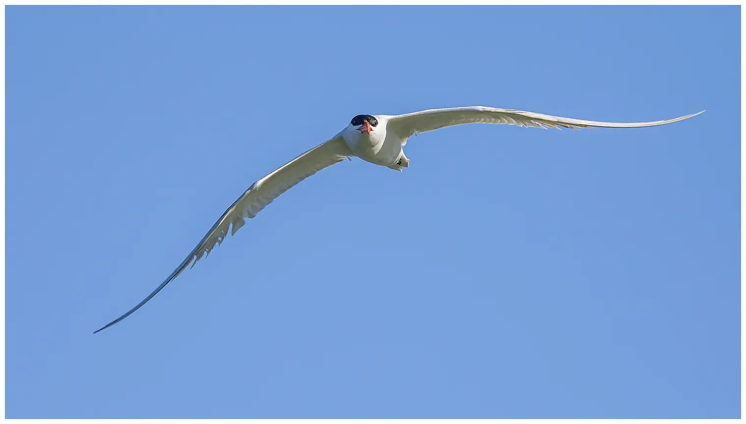 Caspian Tern