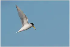 Little Tern