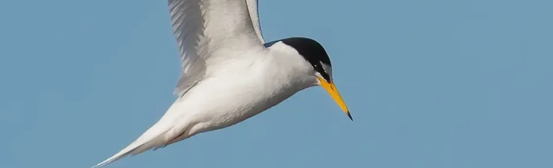 Little Tern