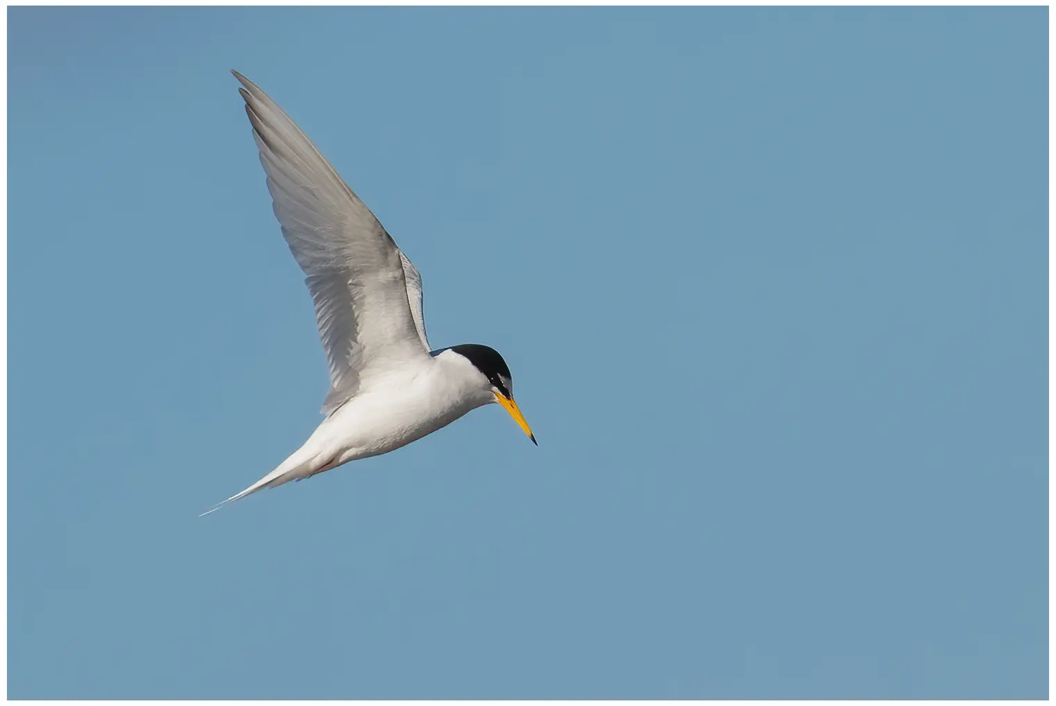 Little Tern