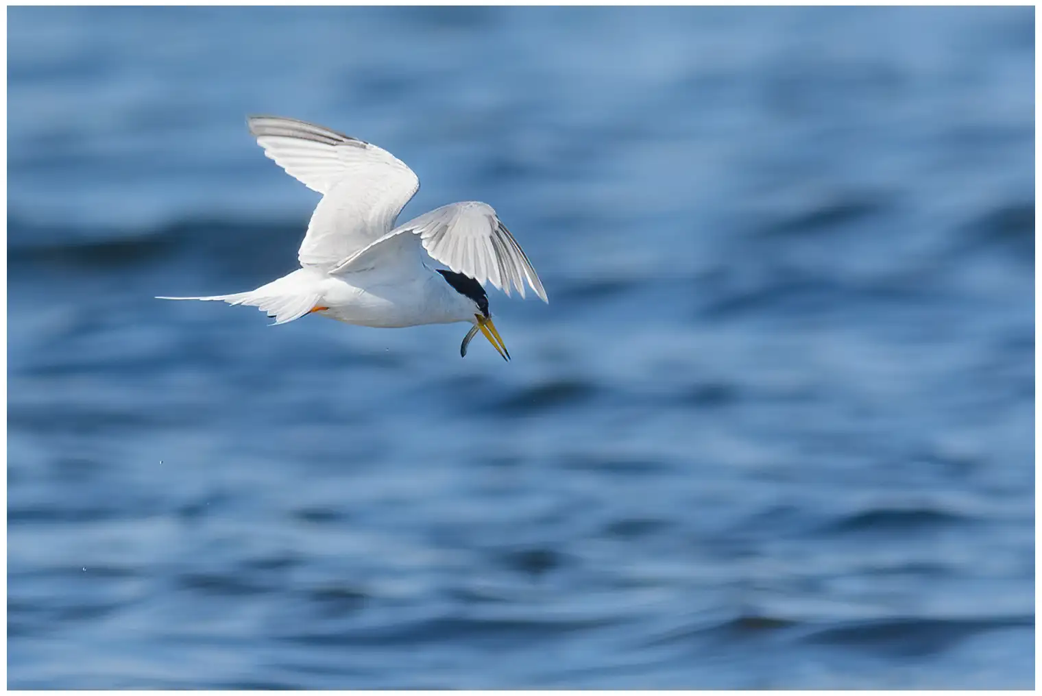 Little Tern