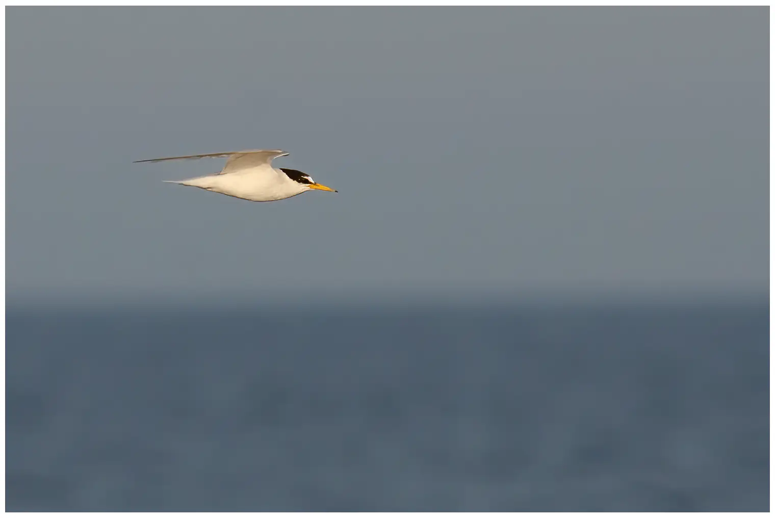 Little Tern