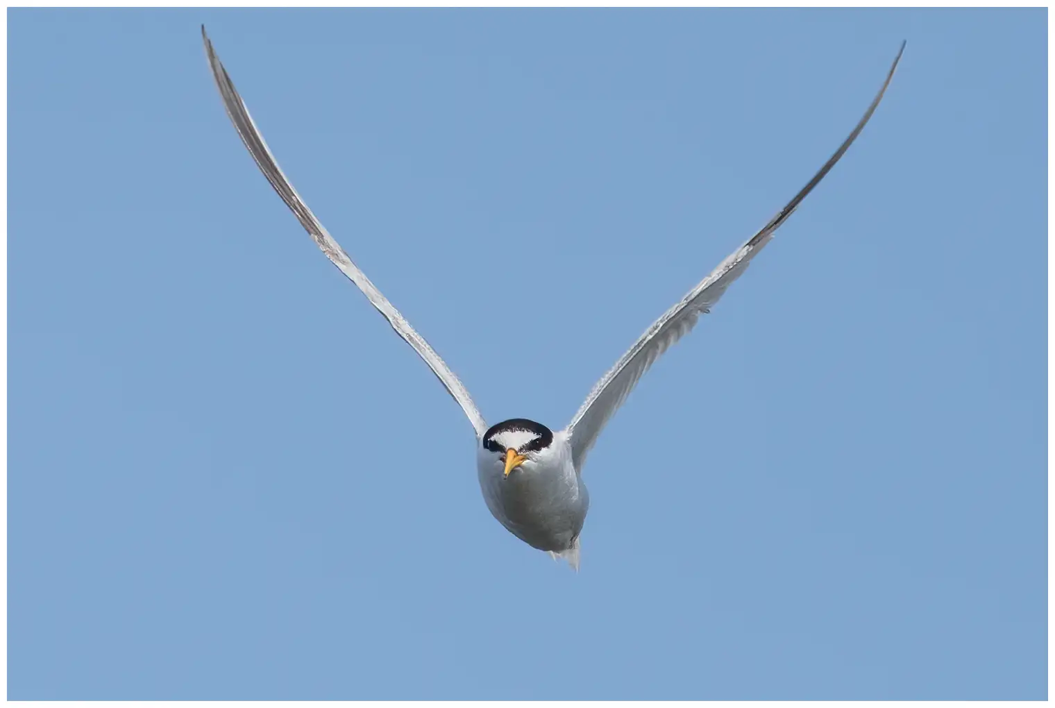 Little Tern