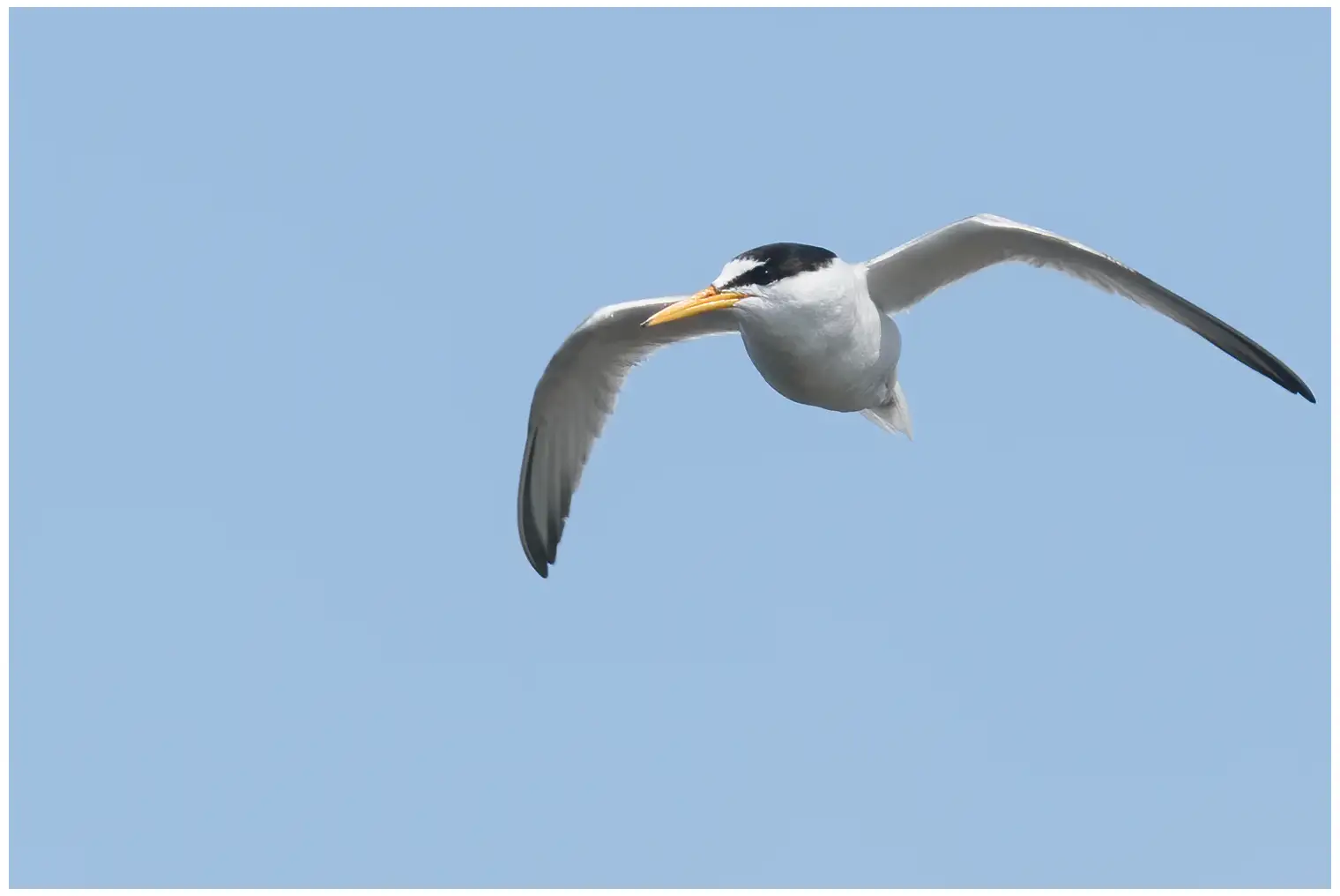 Little Tern
