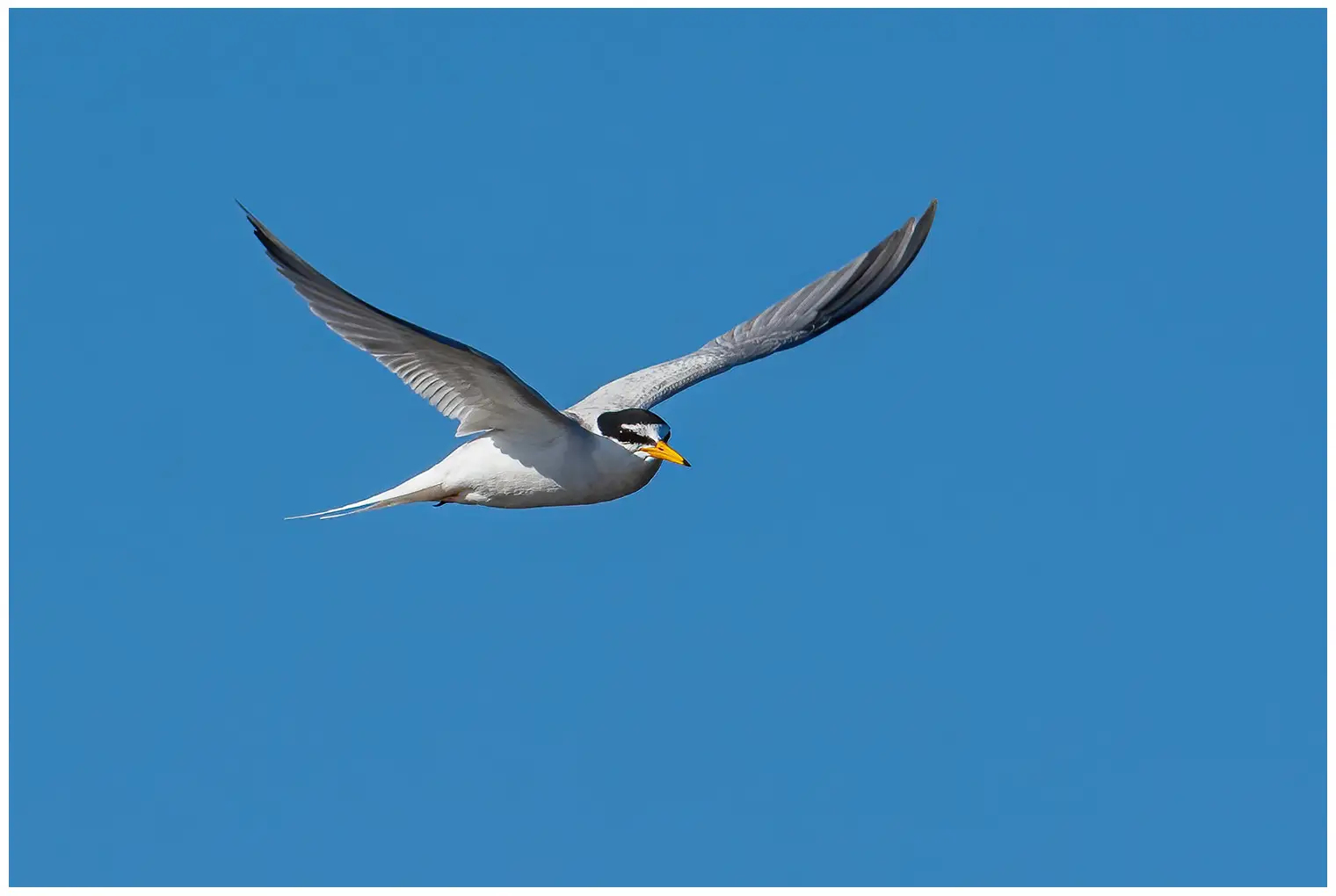 Little Tern